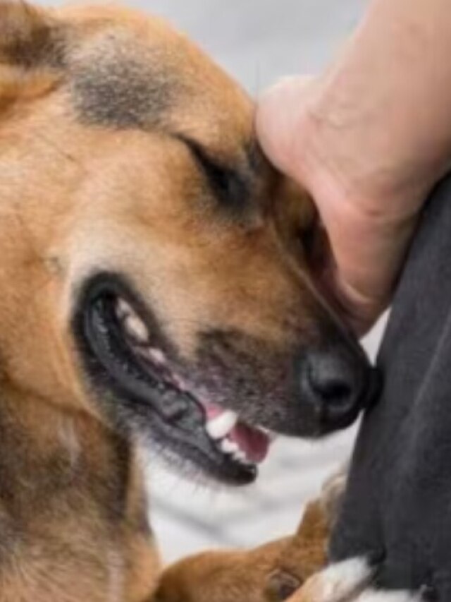 শরীরের এই সব জায়গায় কুকুর চাটলে আপনার মৃত্যু হতে পারে