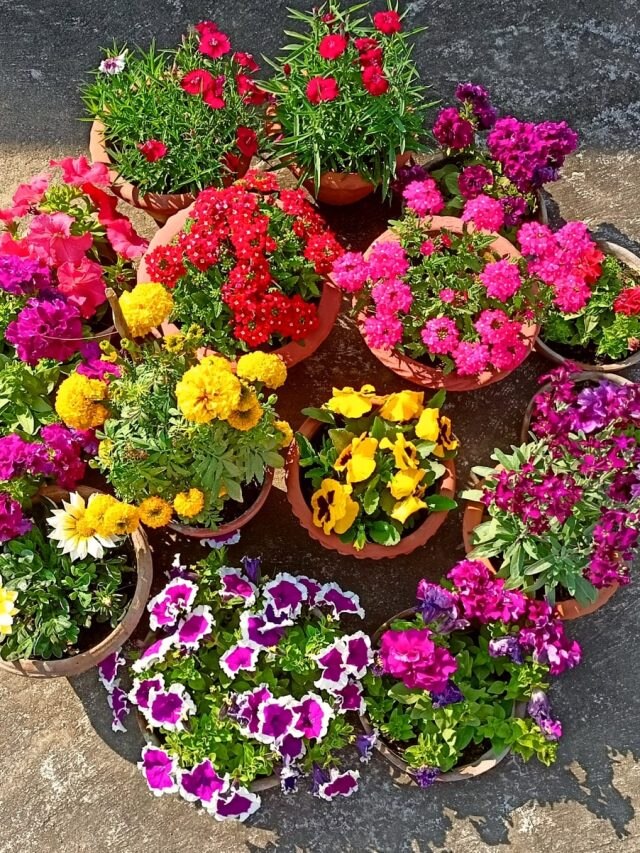 শীতে ছাদবাগানে এসব ফুলগাছ লাগাতে পারেন, রইল লিস্ট