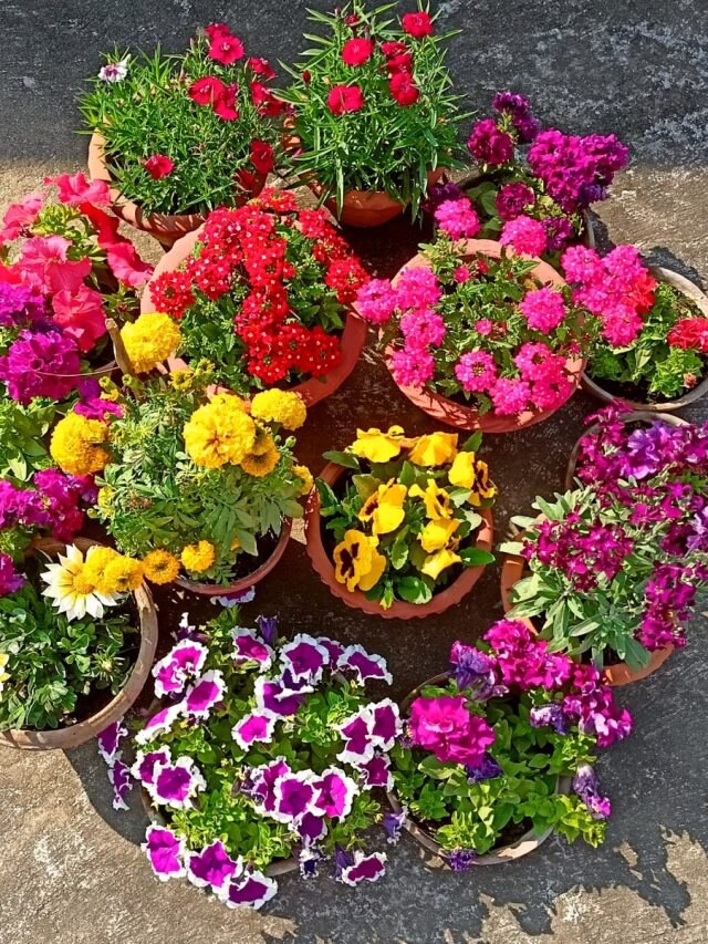 টবের মাটি এভাবে তৈরি করুন, শীতের ফুলগাছে প্রচুর ফুল আসবে