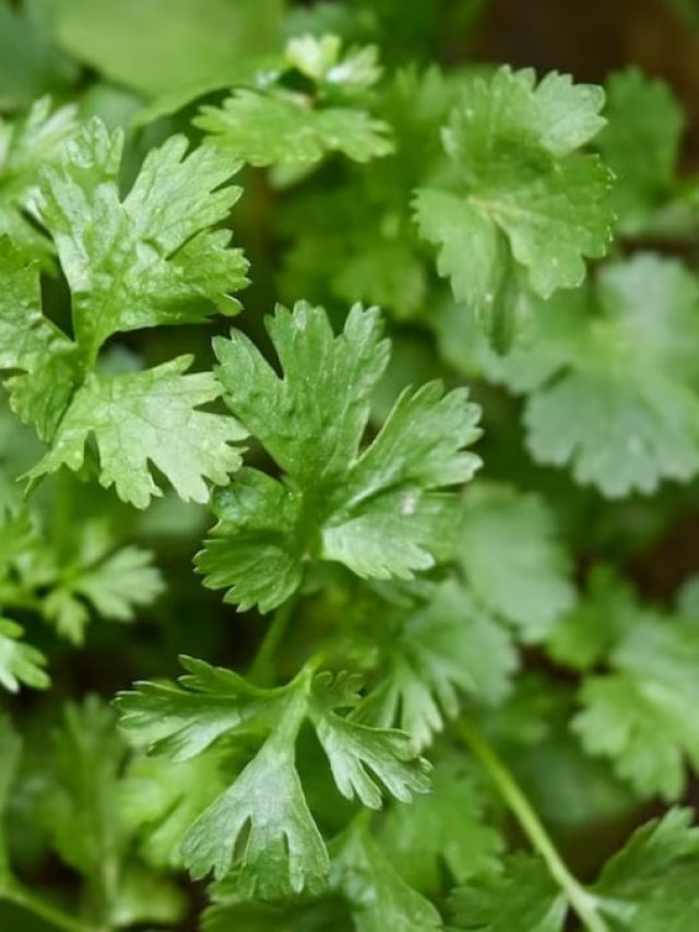 সকালে বাসি মুখে চিবিয়ে নিন ধনে পাতা, ৪ রোগ থাকবে দূরে