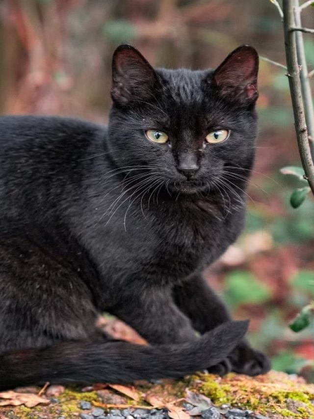 বাড়িতে কালো বিড়ালের প্রবেশ, সত্যিই কি শুভ?