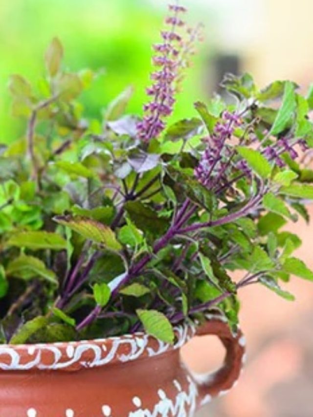 বারবার বিয়েতে বাধা? কার্তিক মাসে করে দেখুন তুলসীর এই উপায়