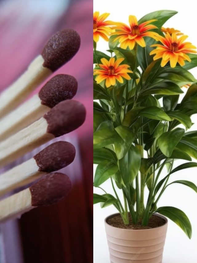 ফুলগাছের টবে দেশলাই কাঠি গুঁজে দিন, ১ মাসেই ম্যাজিক হবে