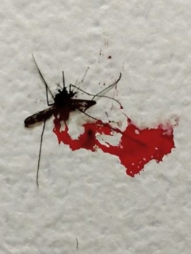 বিছানার চাদরে মশার রক্তের দাগ লেগে? তুলতে দিন রান্নাঘরের এই জিনিস