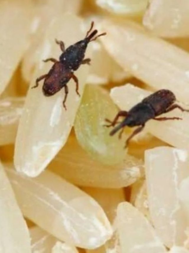 এই ৬ পদ্ধতিতে রাখলে কখনও চালে পোকা ধরবে না