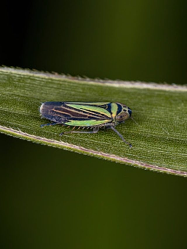 কালীপুজো মানেই শ্যামাপোকার উৎপাত! এভাবে সহজে তাড়ান