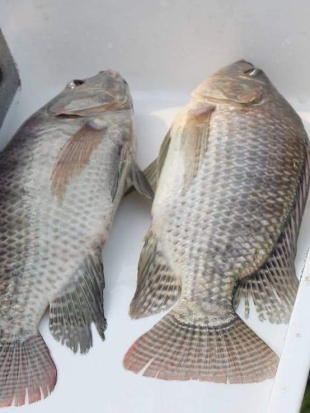 তেলাপিয়ার নামে দেদার বিকোচ্ছে নাইলোনটিকা, এভাবে চিনুন