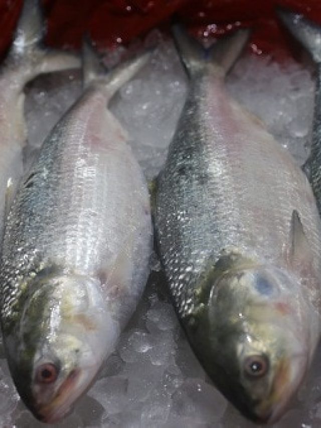 জলের দর, মাত্র ৫০০ টাকা কেজি দরে মিলছে ইলিশ