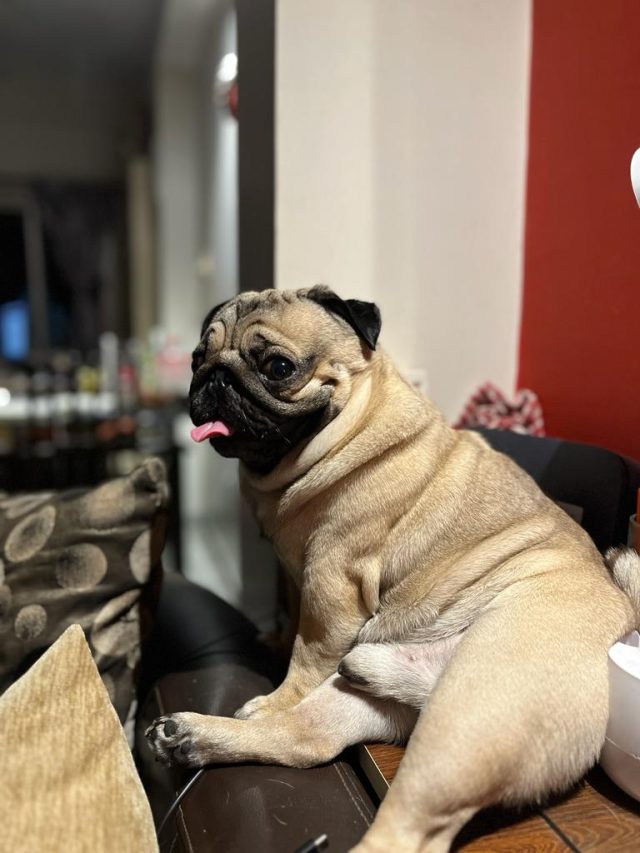 কুকুর পোষা কি আদৌ শুভ ?