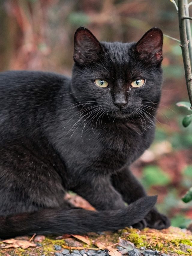 যখন তখন কালো বিড়ালের স্বপ্ন দেখছেন, কীসের ইঙ্গিত জানেন?