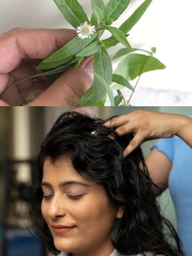 টাক মাথাতেও গজাবে ঘন চুল, হেয়ারফল বন্ধ, এভাবে লাগান ভৃঙ্গরাজ