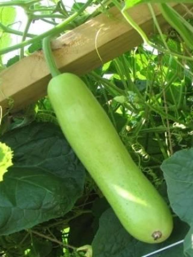 মহিলাদের গোটা কুমড়ো বা লাউ কাটলে পাপ হয়? জানুন আসল কারণ