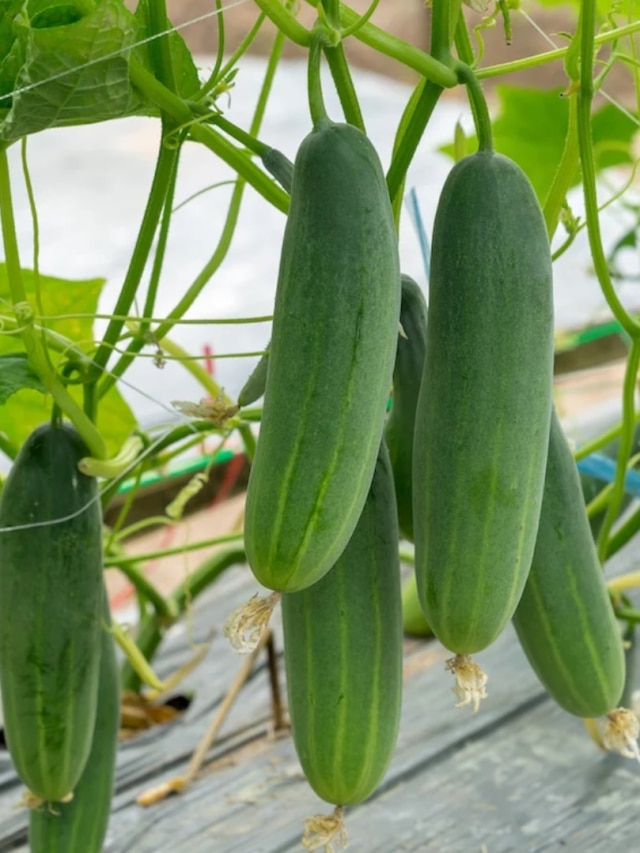 মাটি দরকার নেই, মণ মণ শসা হবে বস্তায়, চাষের টিপস