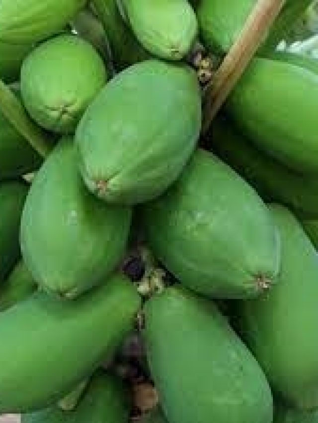 রোজ দুপুরে পাতে থাক একটুখানি পেঁপে ভাতে, তাতেই খেলা হবে