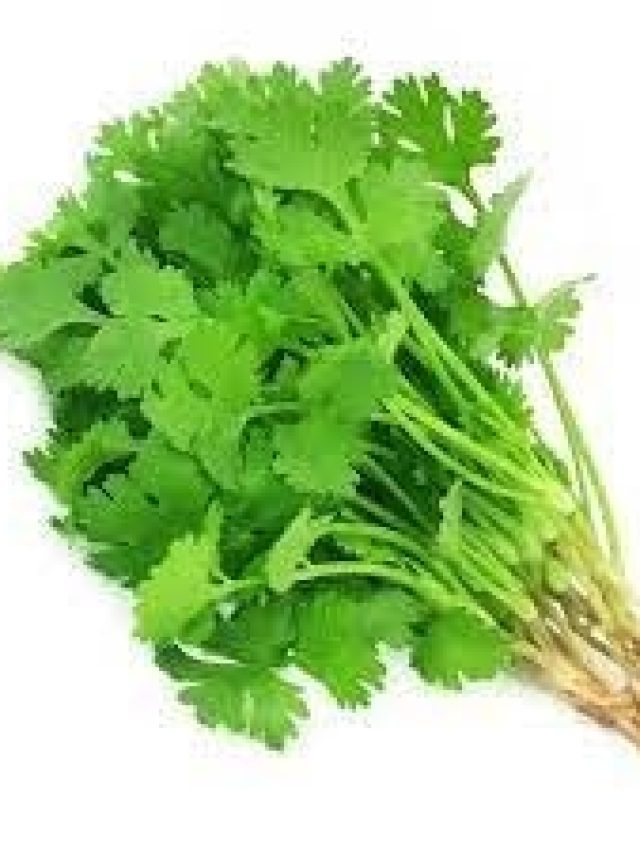 মাটি লাগবে না, বাড়িতে এভাবেই হবে গোছা গোছা ধনেপাতা