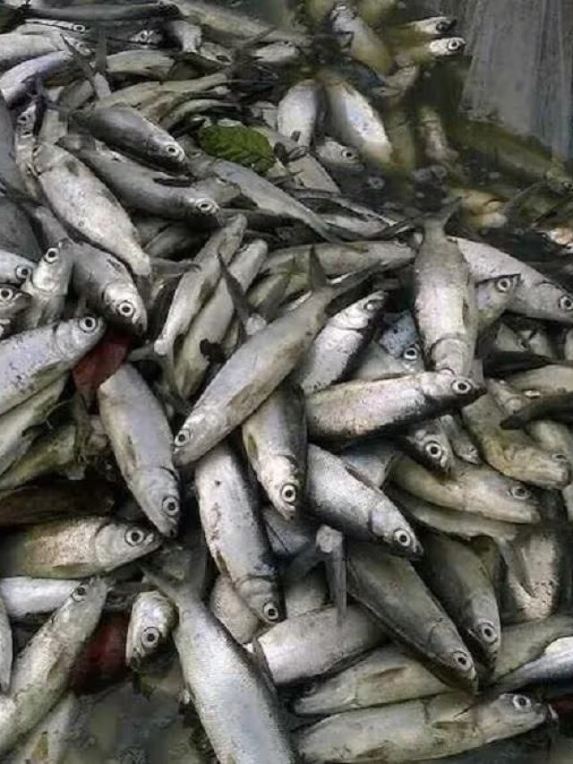 মাছ টাটকা না বাসি? রইল মাছ বিক্রেতার টিপস