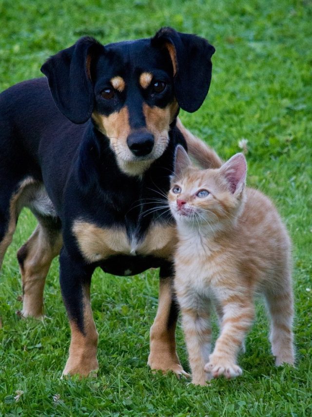 কুকুর ভাল না বিড়াল? আপনার ব্যক্তিত্বই অনুযায়ী কোনটা আপনার জন্য আদর্শ