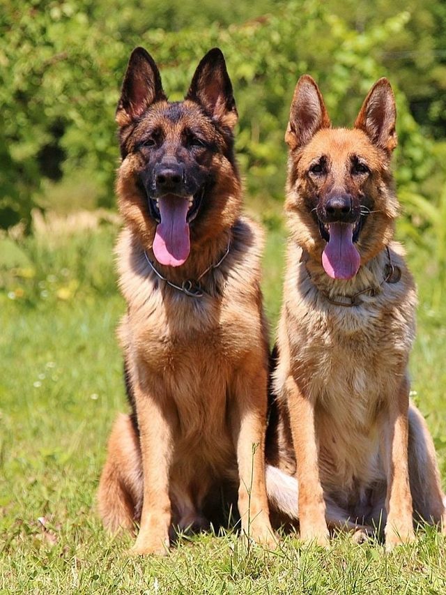 বাড়ি পাহারায় ওস্তাদ এই ৫ জাতের কুকুর