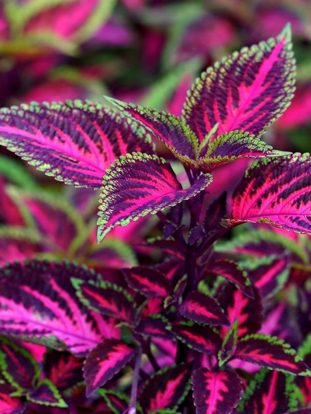 আপনার বাগানের জন্য সেরা পাতাবাহার এগুলি, ডাল পুঁতলেই হবে