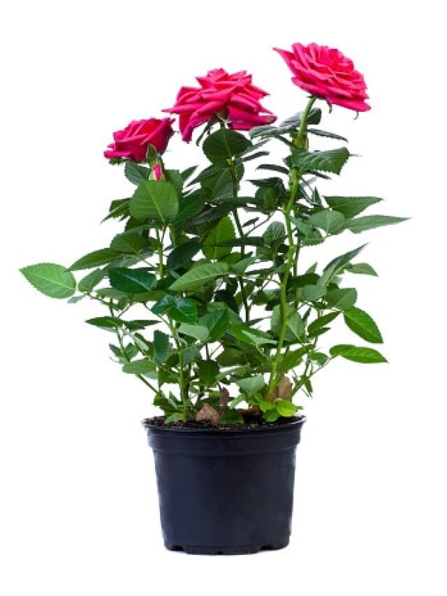 গোলাপ গাছের গোড়ায় দিন ৫ টাকার এই জিনিস, ফুল উপচে পড়বে