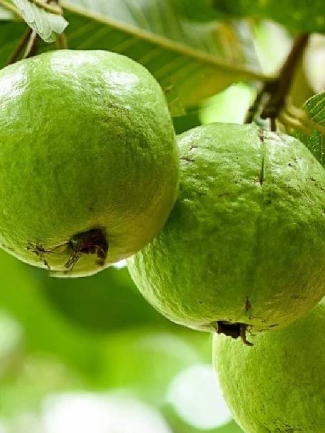 কমবে ওজন থাকবেন ফিটও, দামে সস্তা পেয়ারার ভর্তা চেখে দেখেছেন?