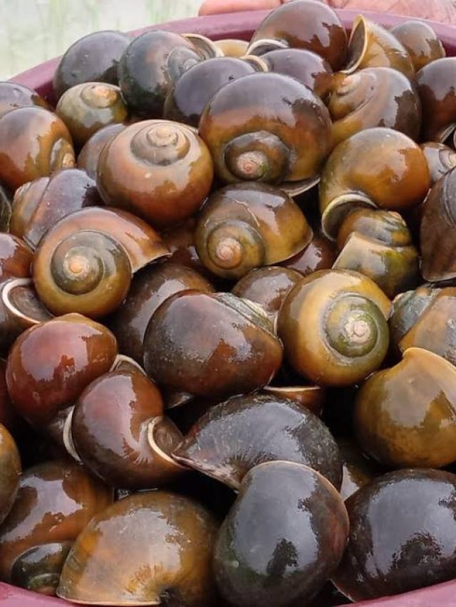 মাছ-মাংস যাবেন ভুলে, প্রোটিনে ঠাসা গেঁড়ি গুগলি বানান এভাবে