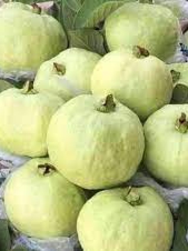 পেয়ারা কাদের খাওয়া উচিত নয় ?