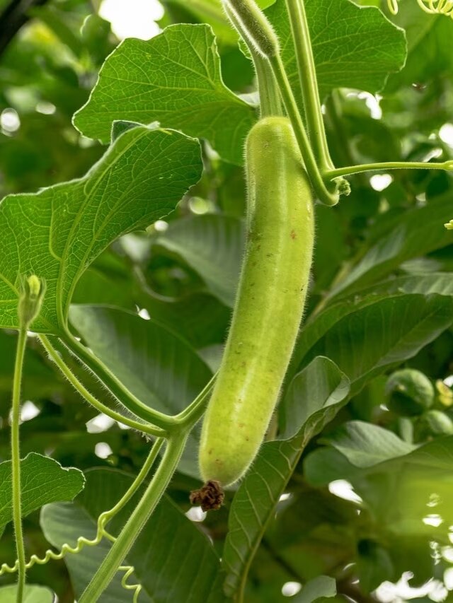 মেদ ঝরবে দ্রুত-হাড়ও শক্ত হবে, রোজ খান লাউশাক