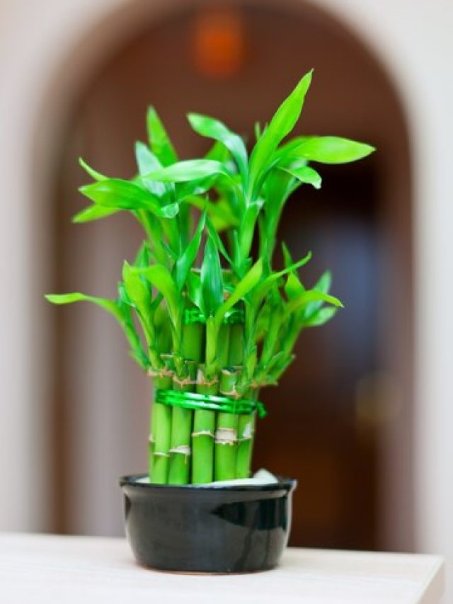বাড়িতে সঠিক দিকে রাখুন লাকি বাম্বু, ফিরবে কপাল