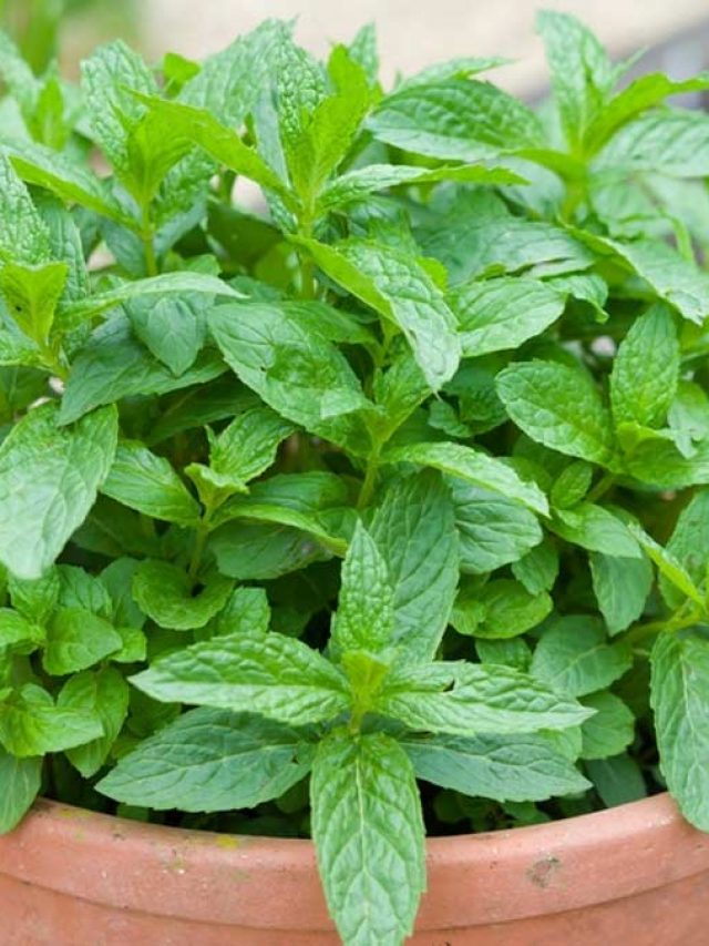 পুদিনা পাতার  ৫ গুণ, জানলে অবাক হবেন
