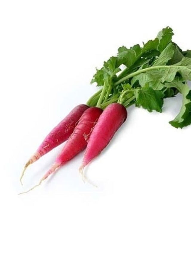 মুখে রুচি নেই? মুলো মহৌষধ, আরও যা যা গুণ...