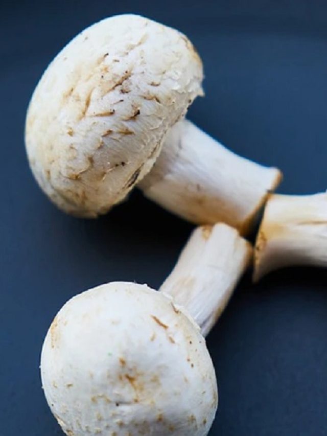 ডায়েবিটিস- কোলেস্টেরল ভ্যানিস হবে মাশরুমে, গুণ জানলে অবাক হবেন