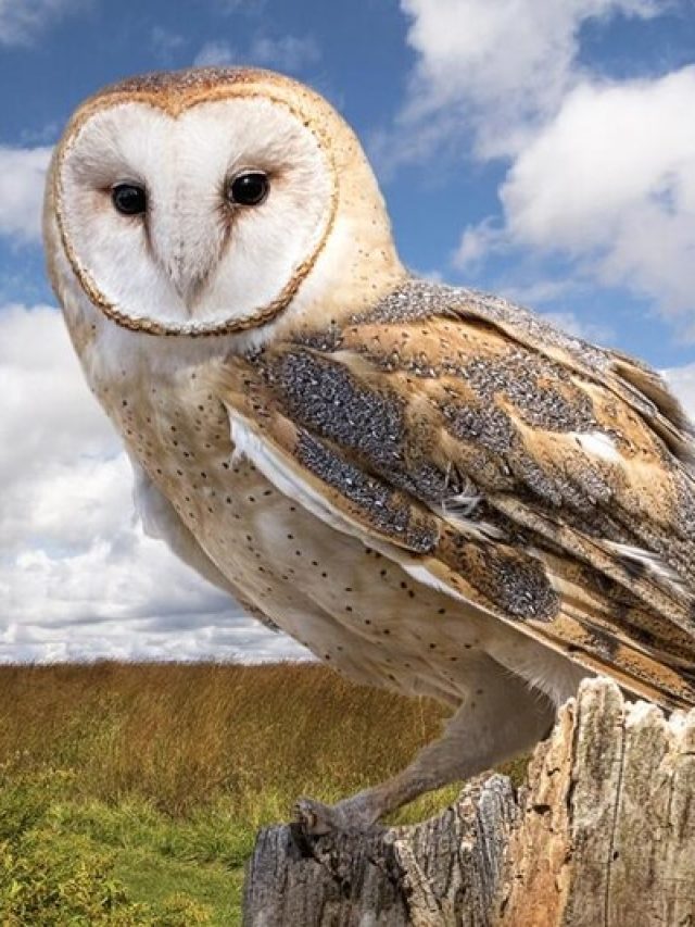 এই দিন প্যাঁচা দর্শনে হয় 'ধনবর্ষা', মেলে সুখবর