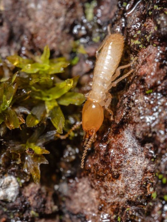 বর্ষায় আলমারিতে রাখুন এই পাতা, জামা-বইতে পোকা-ড্যাম্প হবে না