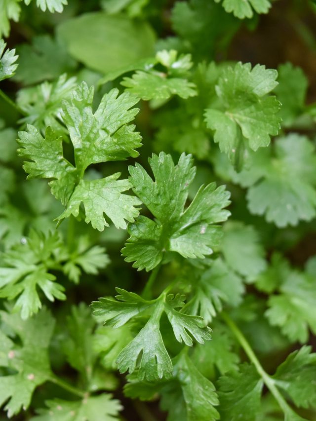 টবেই মাত্র ৫ দিনে হবে ধনেপাতার গাছ, কীভাবে জানুন