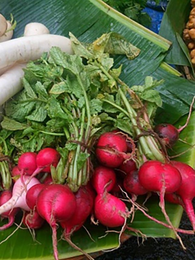 ফেলবেন না, মাঝে মাঝে খান মুলোর পাতা, ভালো থাকবে হার্ট, বাড়বে রক্ত