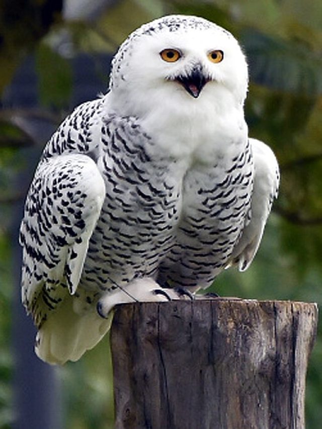 লক্ষ্মীপেঁচা কখন দেখা শুভ, অশুভ কখন?