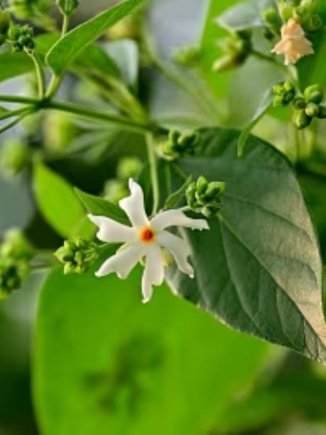 বাড়ির ধারেকাছে শিউলি গাছ থাকলে কী হয়? জানুন