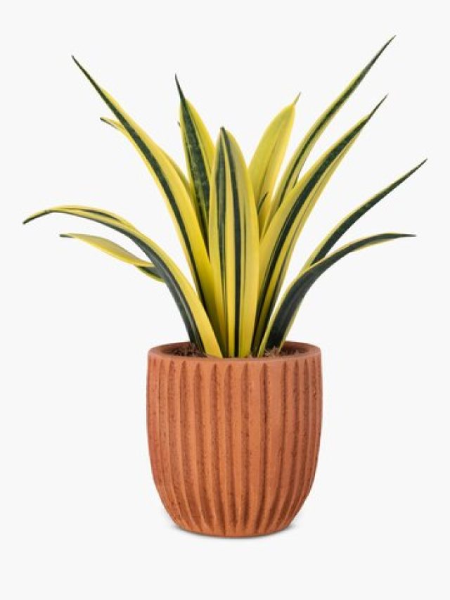 টাকা টেনে টেনে আনবে, এই ৫ গাছ বাড়িতে লাগালেই ধনী হতে পারেন