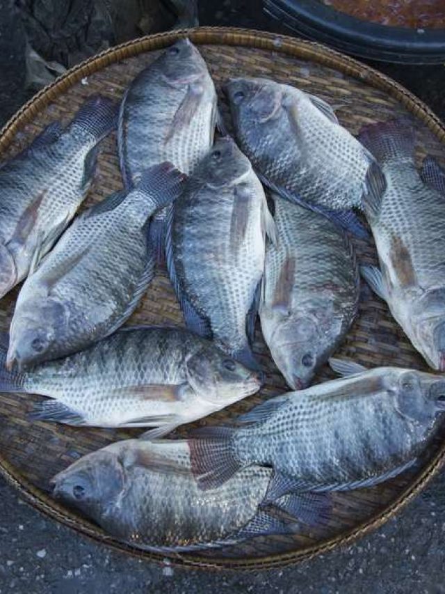 পকেট বাঁচাতে তেলাপিয়া, সঙ্গে এই ২ মাছ খান? ভয়ঙ্কর বিপদ