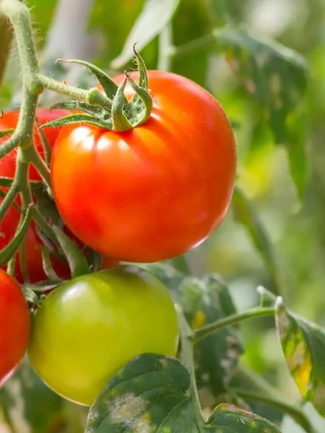 টমেটোর এই অংশে বিষ, খেলেই মরবেন