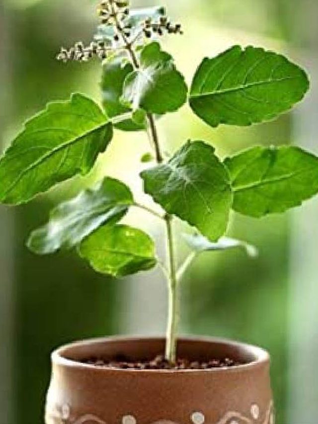 তুলসী গাছের কাছে এগুলো রাখেন? নিজেই ডেকে আনছেন বিপদ