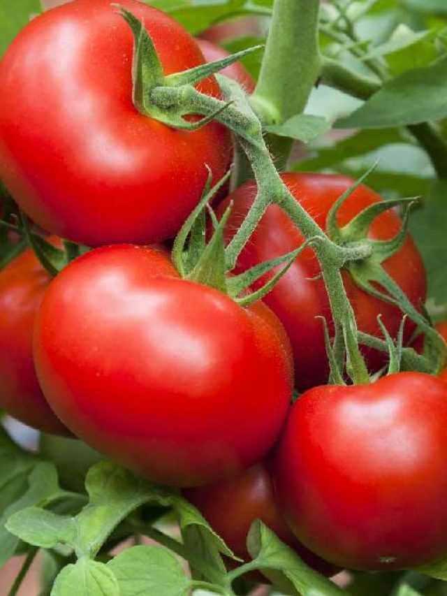 বাটাবাটির ঝামেলা নেই, ১০ মিনিটে টমেটো দিয়ে তৈরি হবে এই রেসিপি