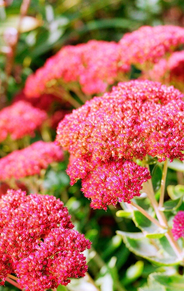 Plants that grow well in Sandy Soil