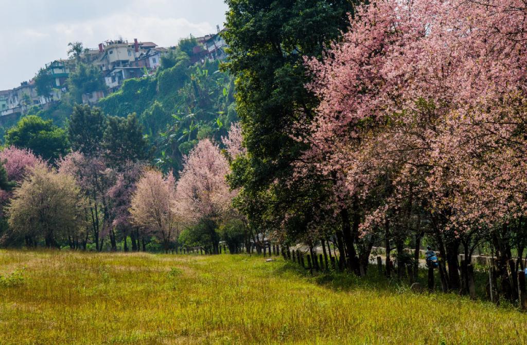 STUNNING CHERRY BLOSSOMS PAINT SHILLONG PINK