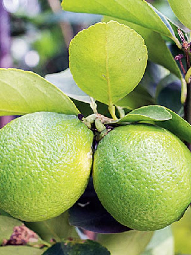 পাতি লেবু ফ্রিজে কত দিন ও কীভাবে রাখা উপকারী? কাজের তথ্য