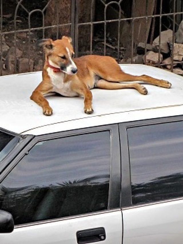 গাড়ির ছাদ কুকুর-বিড়াল উঠে ময়লা করে? ৪ উপায়ে সমস্যার মুক্তি