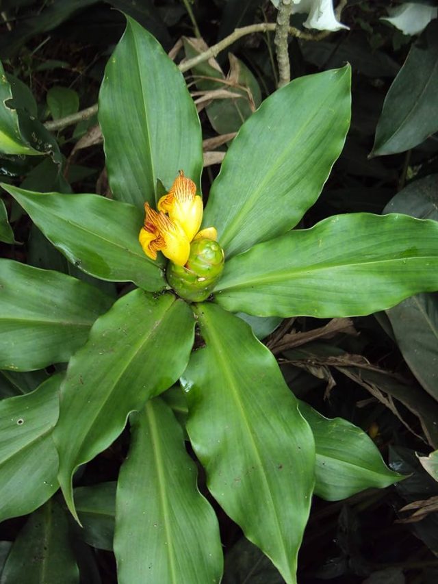 সকালে চিবিয়ে খান এই ৩ পাতা, ডায়াবেটিস কমবে ম্যাজিকের মতো