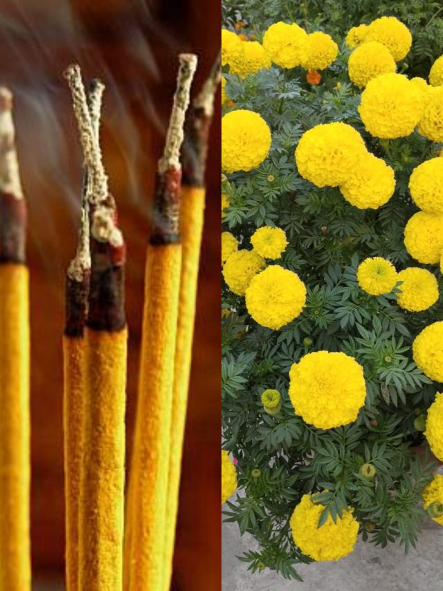 গাছের গোড়ায় দিন ধূপকাঠির ছাই, ফুল উপচে পড়বে