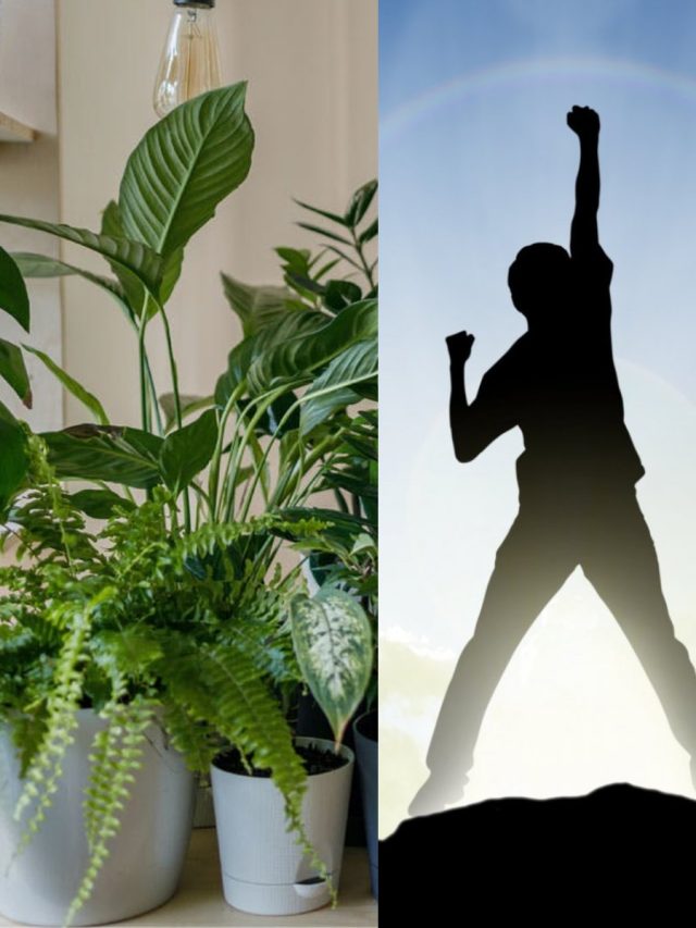 বাড়িতে রাখুন এই ৩ গাছ, কাটবে জীবনের সব সমস্যা